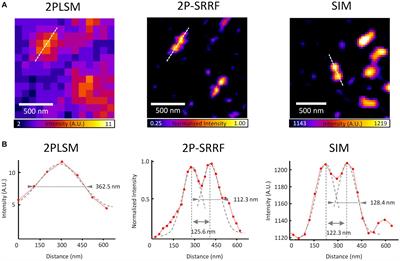 Fluorescence radial fluctuation enables two-photon super-resolution microscopy